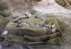 Image description is not available for 2004.1.5